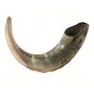 Classical Ram's Horn Shofar  size 2