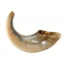 Classical Ram's Horn Shofar  Size 5